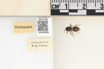 Media type: image;   Entomology 769696 Aspect: Labels